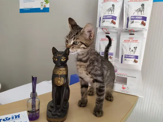 Ambulatorio veterinario Darwin